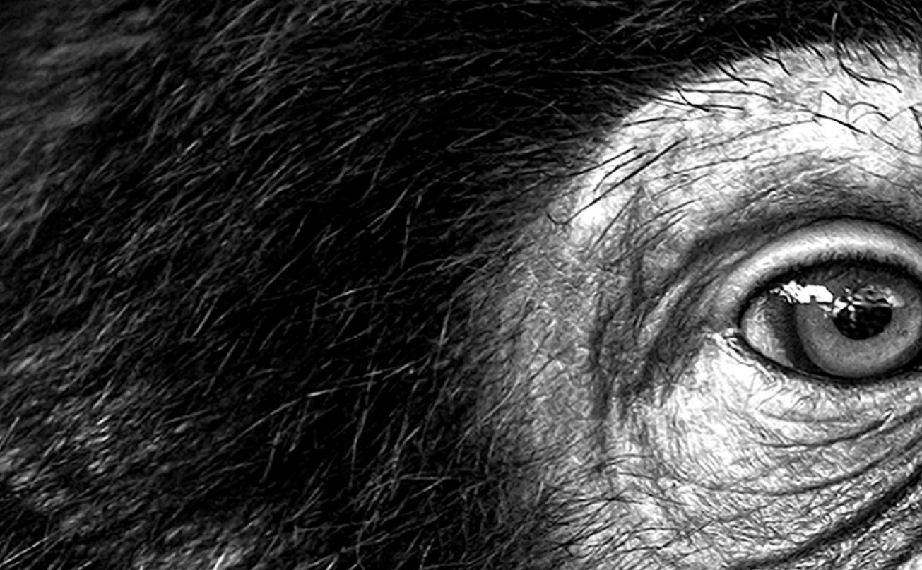 Close up of an ape's eye